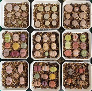 生石花 热唇绿富贵勋章曲玉流水日轮奔橄榄紫大牙紫石榴绿碧琉璃