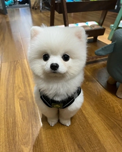 博美幼犬犬狗狗都是自家繁殖的,按时做了疫苗