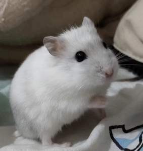 (银狐小仓鼠包邮到家)家养小仓鼠米熊金丝熊眼圈熊奶牛熊虎纹熊