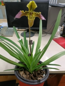 飘带兜兰,叶片剑叶直立厚实,买一盆送一盆玉女兜!,红色!细叶