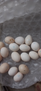 001人付款淘宝波兰鸡种蛋观赏鸡宠物波澜鸡受精蛋可孵化小体型脱温苗