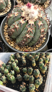 仙人球 短豪刺强刺花王丸 实生 一年苗