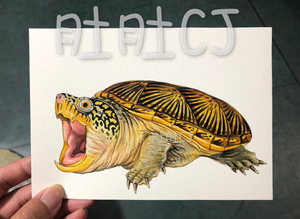 手绘作品窄桥蛋龟画像马克笔画萨尔文墨西哥蛋龟装饰画
