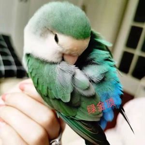 绿金顶牡丹鹦鹉合法牡丹绿银