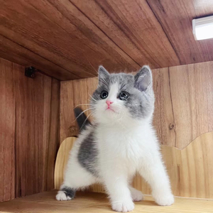 蓝白猫弟弟1号,英短猫公,英短蓝白,正八开脸,枫叶脸,包子脸