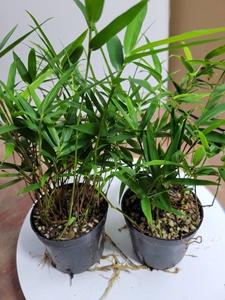 盆景红观矮竹菖公创意绿植室内办蒲室好养书房音化竹子s阿杰0335