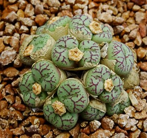 肉锥 清姬 出种子,母本如图,肉锥种子类满百包邮,包品种,不