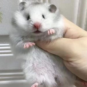 (60一只长毛纯银熊包邮到家)宠物店不开了金丝熊仓鼠活体幼崽