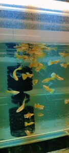 64同款货源t_1515856313275_0611淘宝观赏鱼泰系滿鳞黄金孔雀鱼已