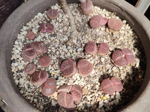 紫拓榴生石花,如图一盆,双头居多.