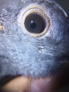 纯血通杨阿腾多利紫罗兰纯色黑皮黑钻紫罗兰细圈公鸽一枚环号12