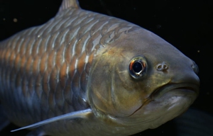 史氏蓝吉罗  蓝吉罗  吉罗鱼  史氏  大型观赏鱼  风水