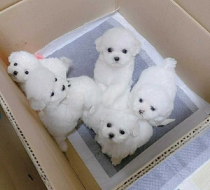 00tb707671074淘宝查理王小猎犬,五个月多大,小公,年后要去上学,家