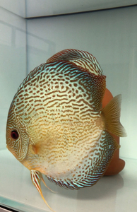 出七彩神仙黑眼黄金,蓝蛇,蓝松,红金钻价格优美 欢迎选购