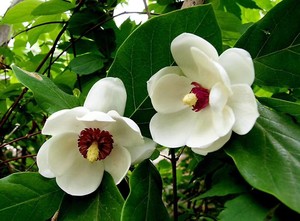 000人付款淘宝天女木兰  玉兰花    都是10免费树苗了  现在急着用地