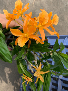 进口橙火鸟春石斛黄色火鸟带花3寸杯带花 ,蜡质大花,光泽感强