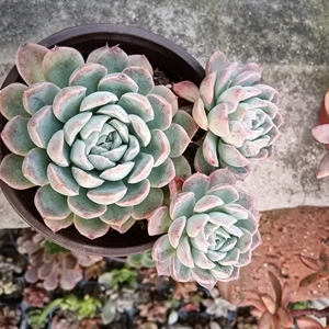 紫月影多肉