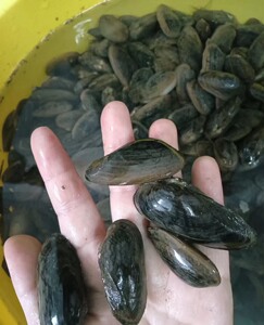 804人付款淘宝河蚌原生鲜活体鱼缸观赏