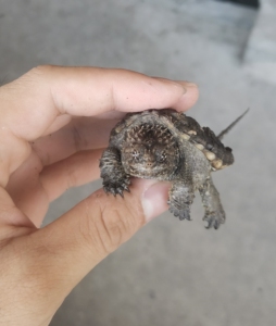 爆刺榴莲头蛤蟆脸佛鳄龟,顶级野配野黑佛鳄龟亚成,大头爆刺榴莲