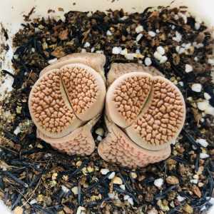 多肉植物-生石花五年富贵玉,极致脑纹,22元含盆土,店内满4