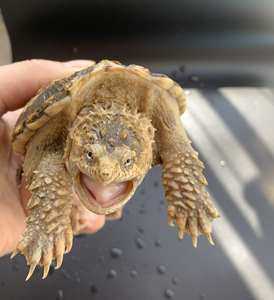 爆刺 佛鳄龟 纯佛,变异小鳄龟 橙子 金橙 柠檬 变异北美
