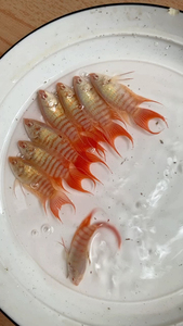 中国斗鱼白兔红眼