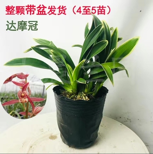 达摩冠兰花苗原盆原土包邮5苗金边矮种兰花盆栽迷你建兰蕙兰