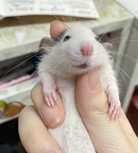 天津 领养哈士奇奶牛花枝鼠,领养!