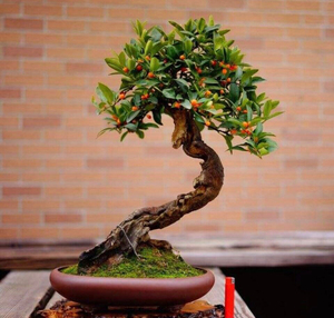 日本金豆小品盆景