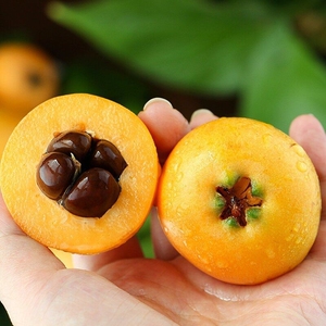 【天然野生枇杷】现摘甜枇杷当季新鲜纯天然孕妇水果整箱包邮