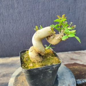 掌中宝对节白蜡 掌上造型盆景 对节白蜡微型盆景小老桩 矮霸盆
