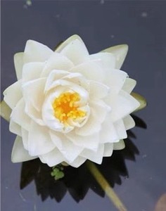 白仙子大型睡莲白色耐寒水培盆栽室内四季种植开花如图
