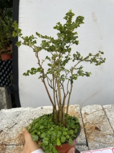 黄山小叶虎刺