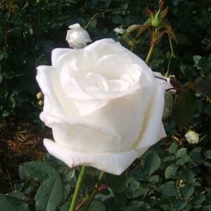 居家庭院种植盆栽大花月季花苗玫瑰花苗白玫瑰花婚礼白开花赛牡丹