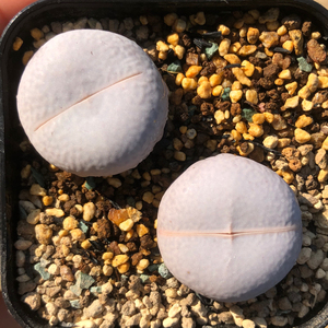 高尔夫生石花 肉锥 南蛮玉 高尔夫 肉锥 南蛮玉 两颗 高尔