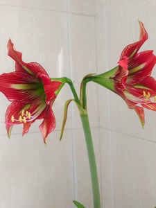 朱顶红猫凤,开花大,颜色艳丽,包对版20一厘米,拍下改价