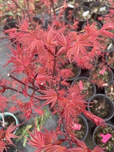 【红千鸟】盆景绝佳素材,小叶,新叶红色,叶形修长,节间密,非