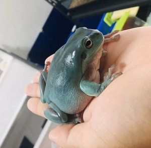澳洲蓝姥爷树蛙 姥爷树蛙苗 上岸就是大个体 体质优秀 接零接