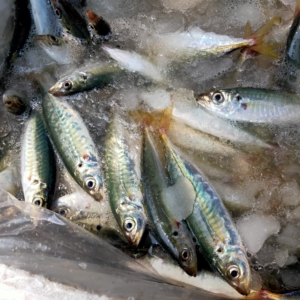 东山岛野生巴浪鱼 ,野生青花鱼 【花辉鱼 花仙鱼】