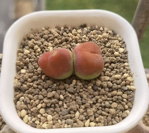 双头蟠桃mg1801毛汉尼母本 毛毛 肉锥 毛汉尼