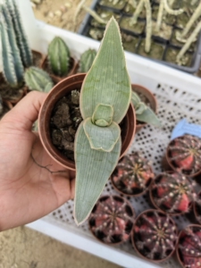 银芳锦芦荟多肉植物一物一拍芦荟锦包邮