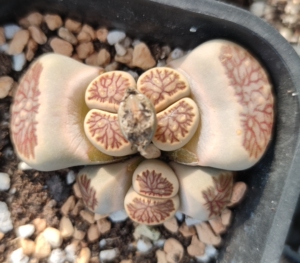 菊纹章母本生石花三头不带种夹120元包邮非偏远