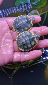 精品大斑梵高巴西龟母苗