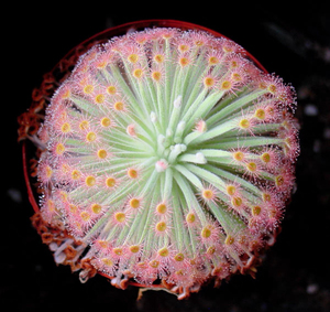 【珊瑚茅膏菜】北领地系列/梦幻般的存在/食虫植物小苗