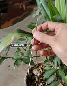 蝈蝈点药针