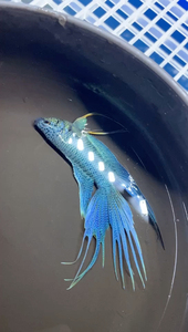 88candeecao淘宝中国斗