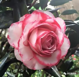 布鲁克氏玫瑰,名贵茶花品种,能开11公分左右,开花性非常好.