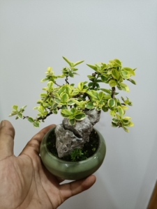 金边黄杨,附石小品,一手托老盆口,,含盆高17cm,鲜活盆景
