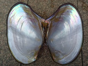 蚌壳贝壳盘子珍珠蚌壳贝壳果盘稀有超大河蚌壳珠宝拍照背景盘珠宝