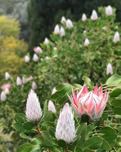 南非帝王花--粉色国王盆栽小苗